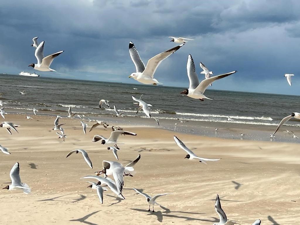 Apartamenty Swinoujscie - Kormoran Esterno foto